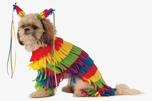 dress up their pet in a costume for halloween