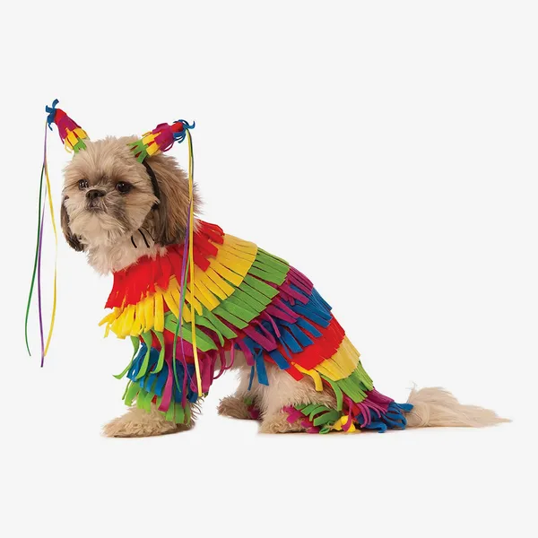 dress up their pet in a costume for halloween