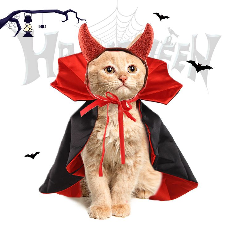 popular pet halloween costumes