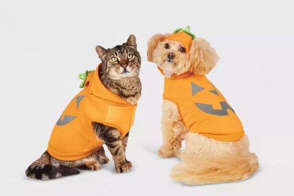 cute pet Halloween costumes