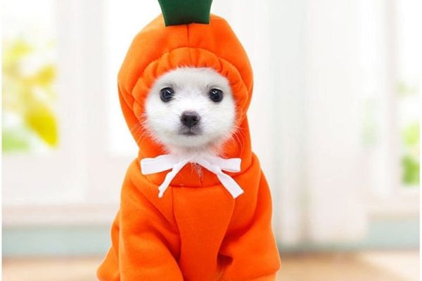 dog costumes