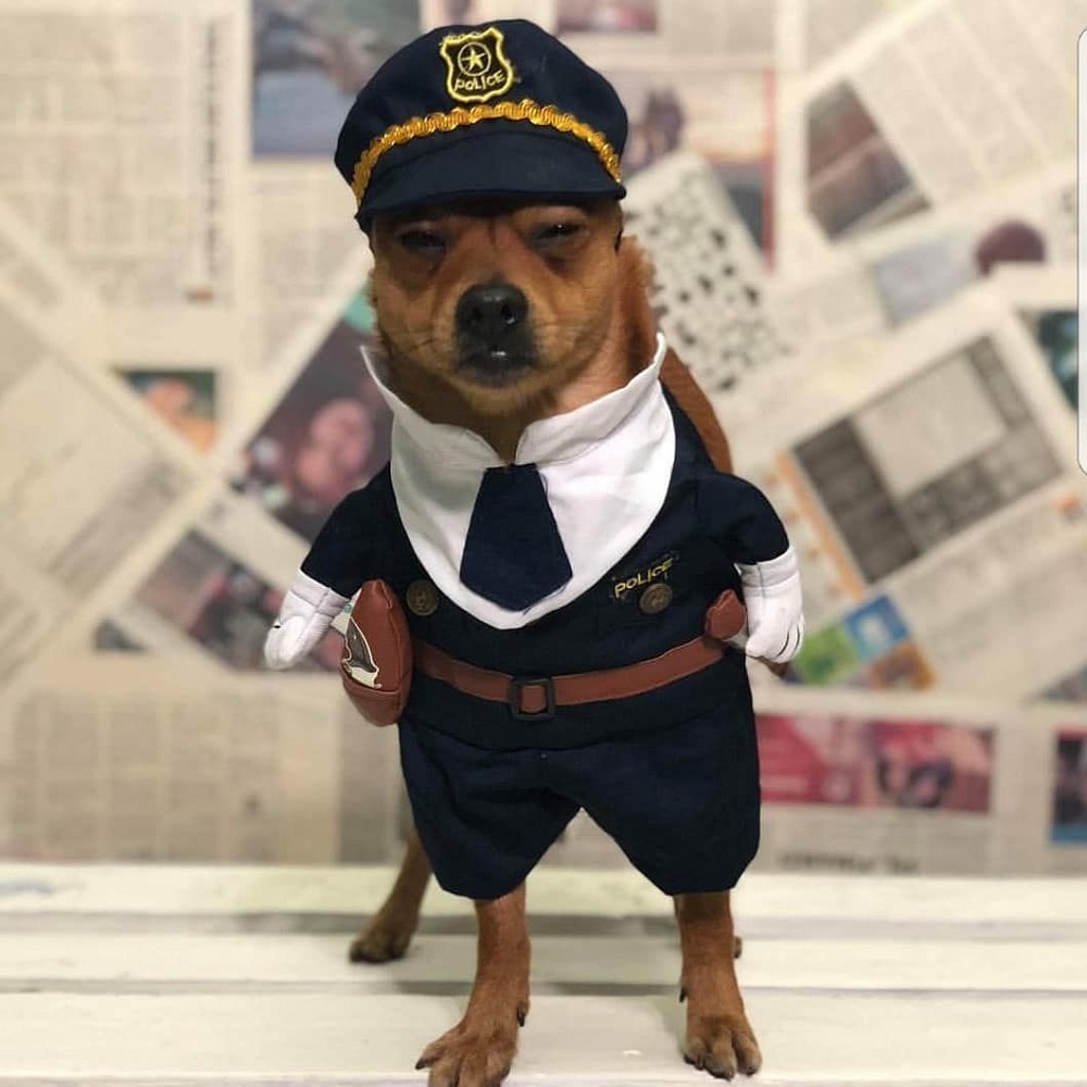funny-dog-costume