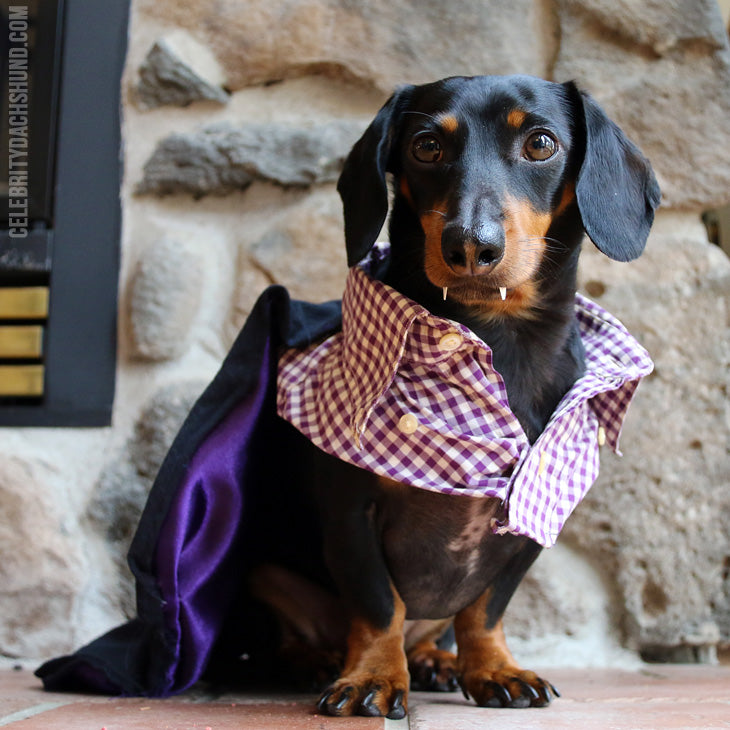 dog costumes