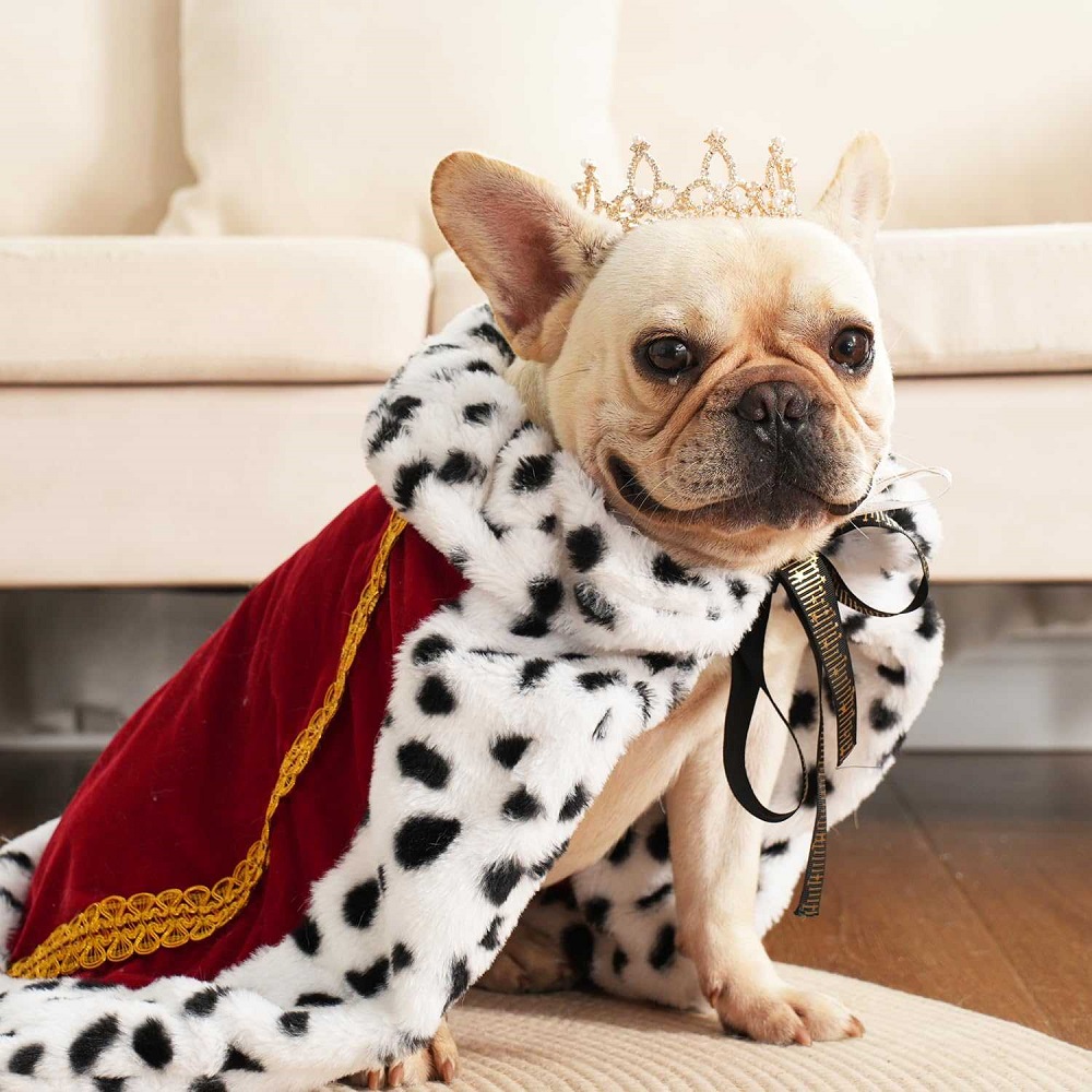 dog halloween costumes