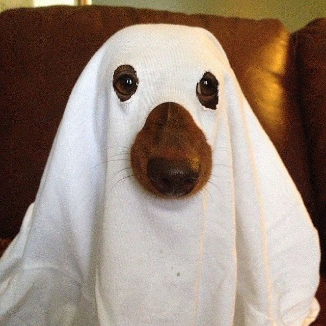 dog halloween costumes