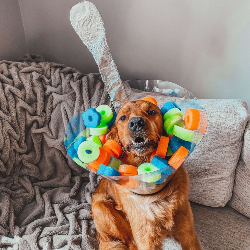 dog halloween costumes