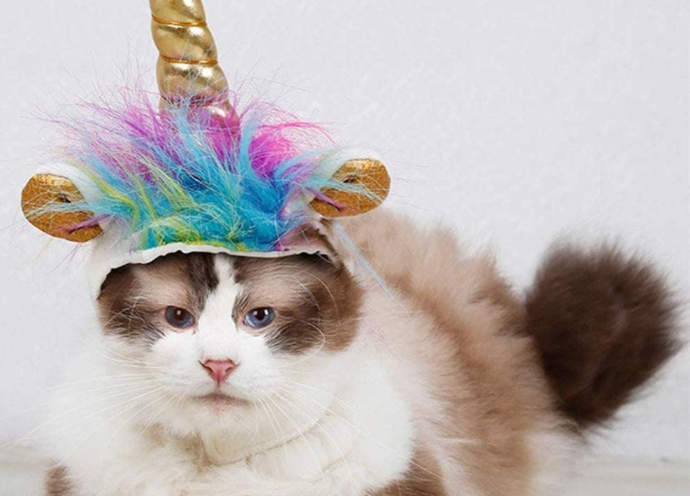 cat costumes