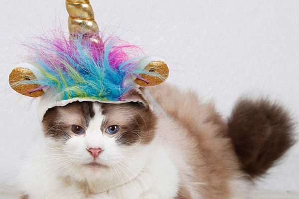 cat costumes