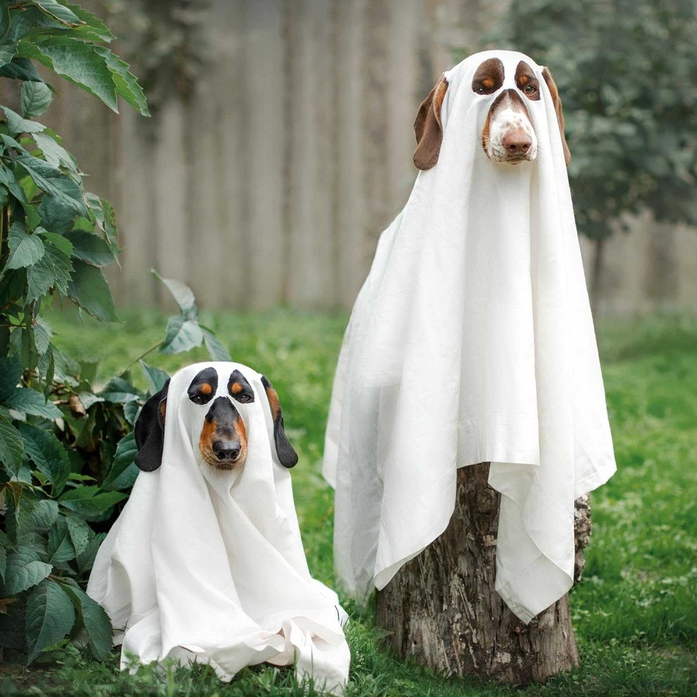 dog halloween costumes