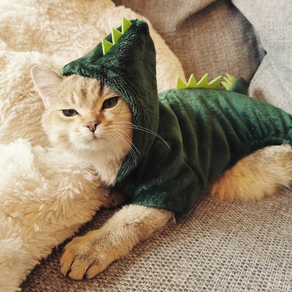 cat costumes