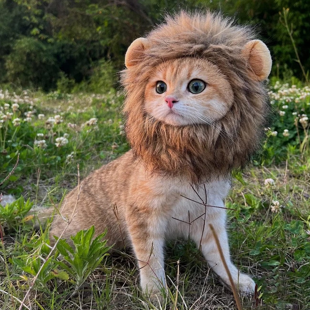 cat costumes