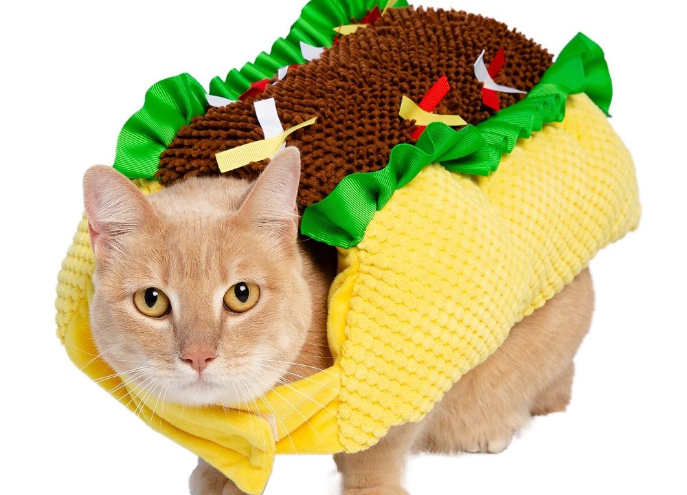 cat costumes