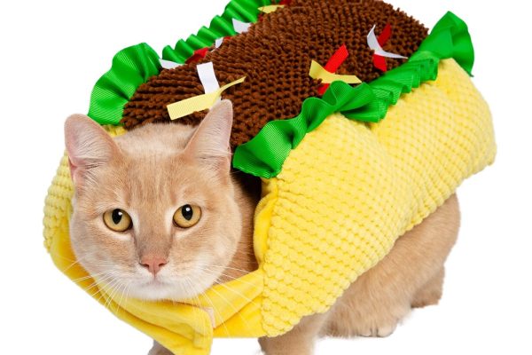 cat costumes