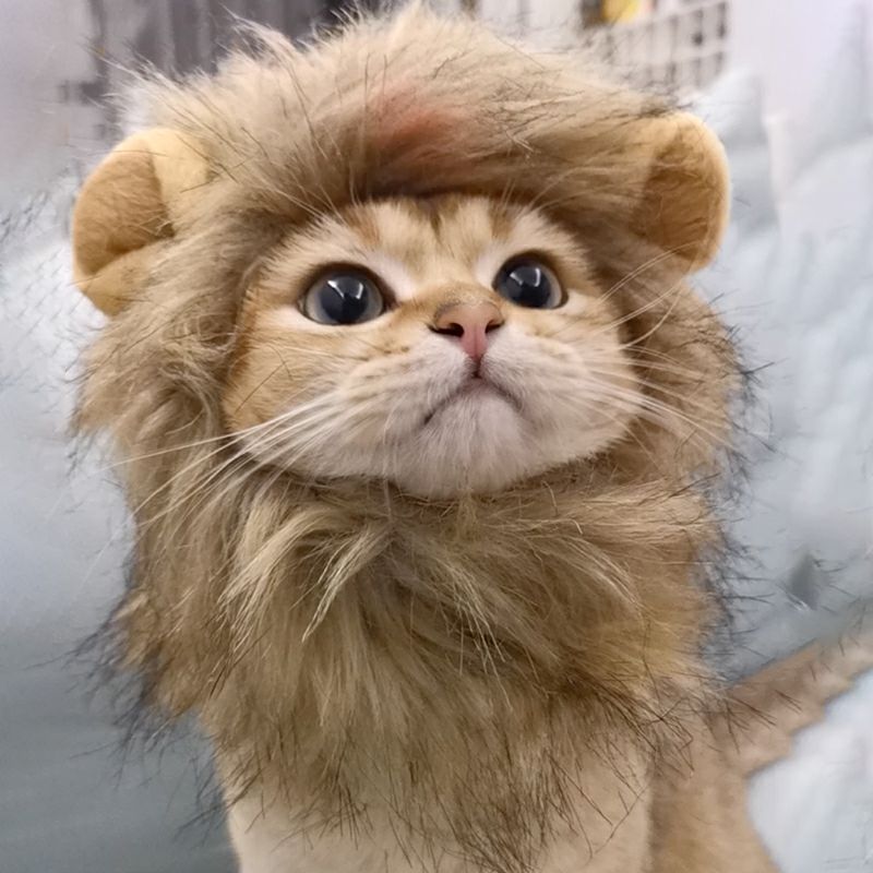 cat costumes