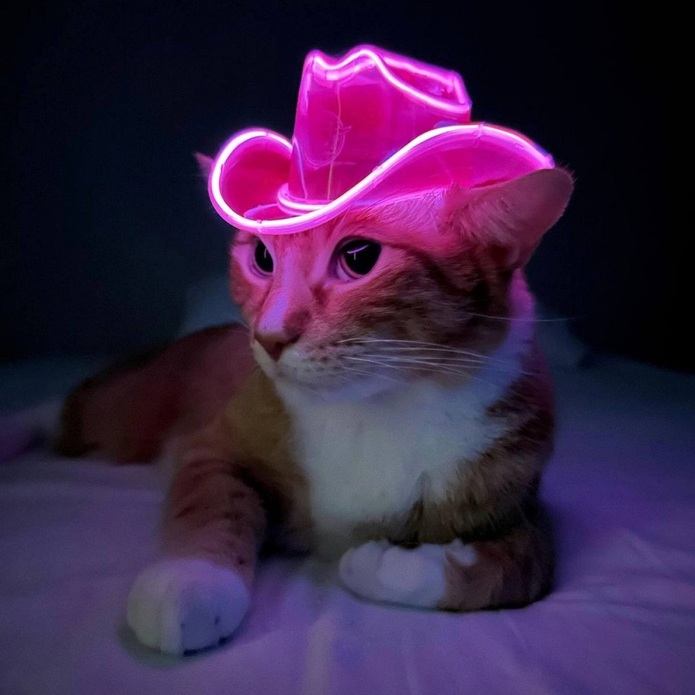 cat costumes