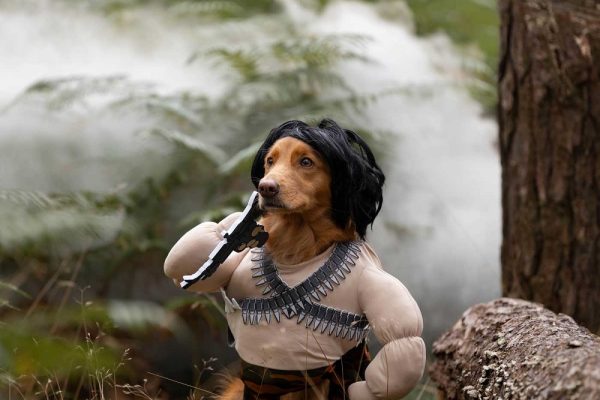 dog halloween costumes