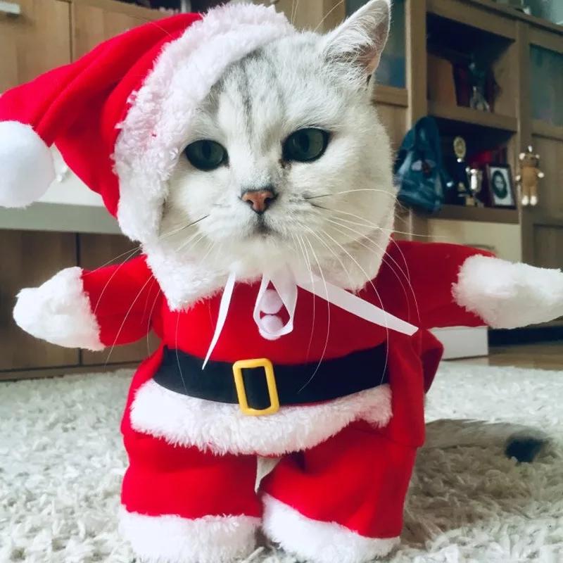 cat costumes