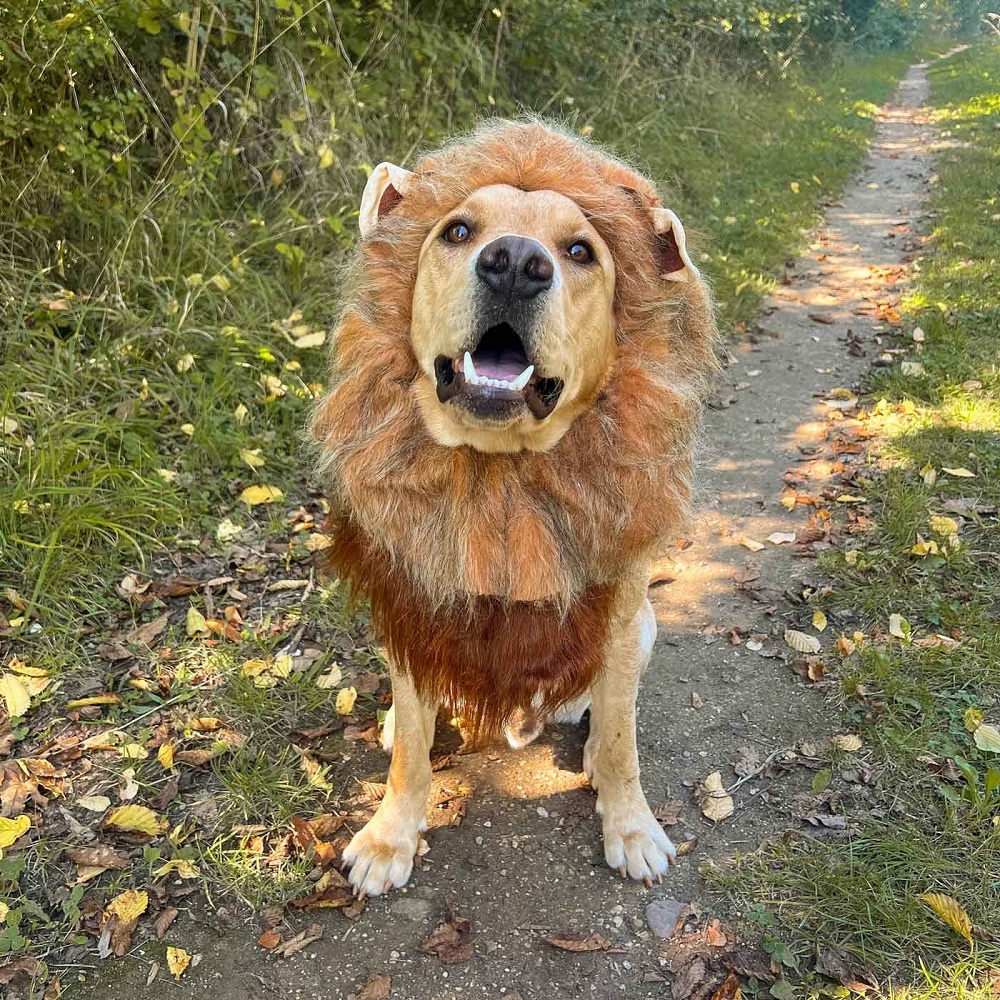 dog costumes