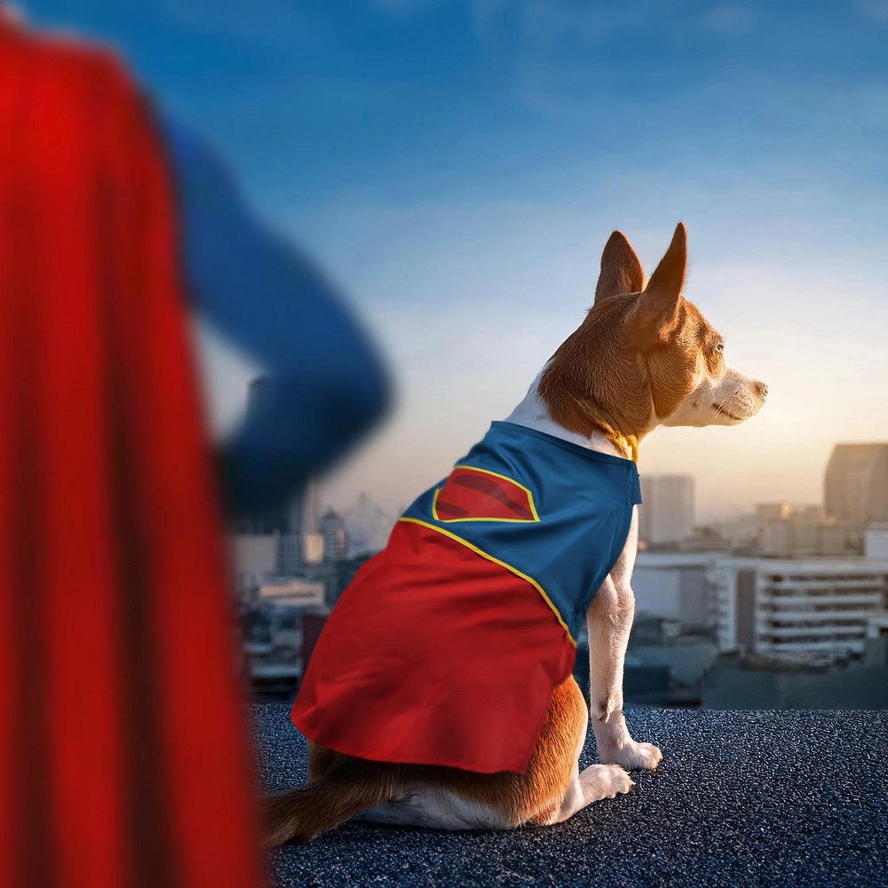 dog costumes