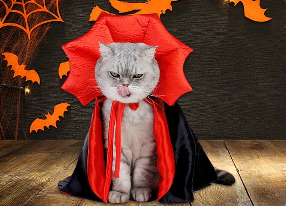 cat halloween costumes