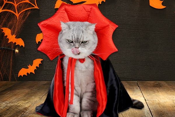 cat halloween costumes
