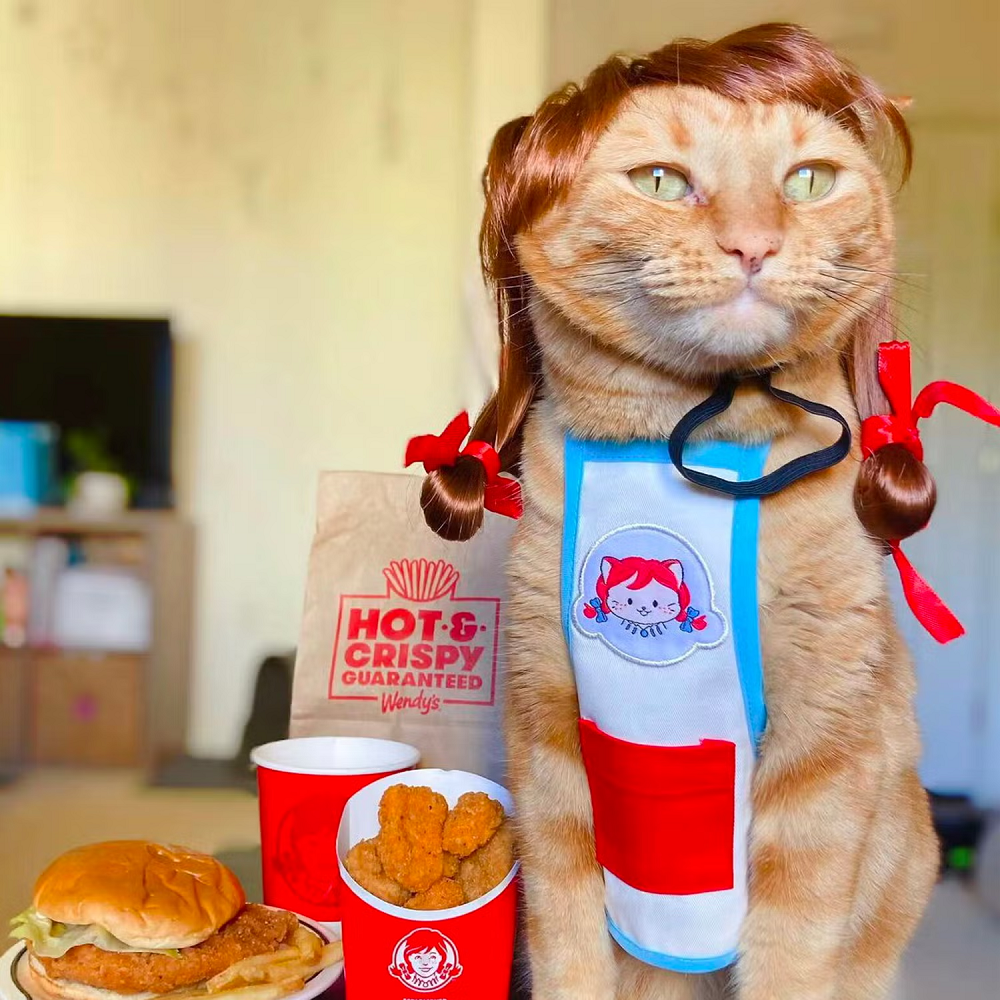 cat halloween costumes